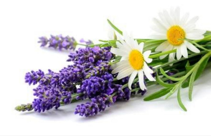 Lavender Chamomile Fragrance Oil