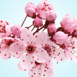 Japanese Cherry Blossom Fragrance Oil