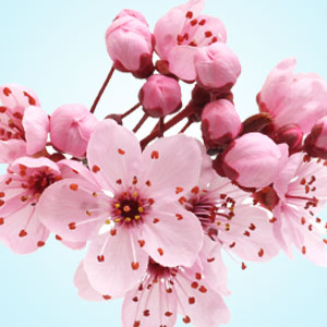 Blushing Cherry Blossom* Fragrance Oil