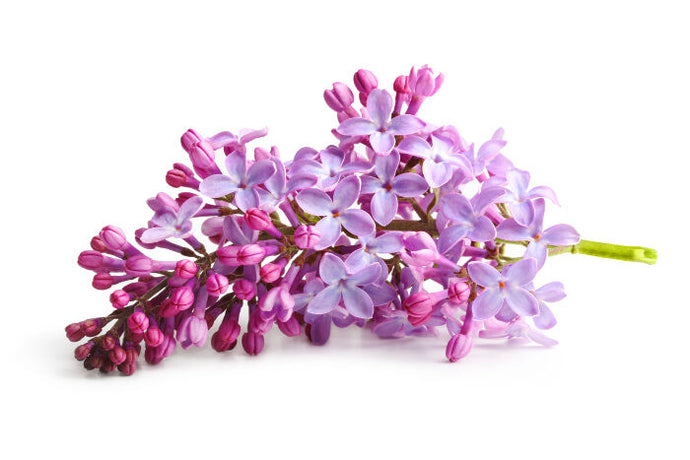 Lilac in Bloom Fragrance Oil