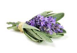 Lavender Sage* Fragrance Oil